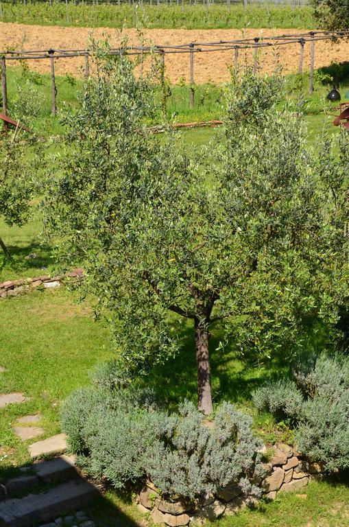 Agriturismo Al Podere Di Rosa 卢卡 外观 照片